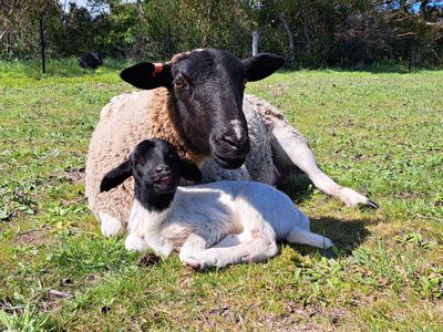 9635 SOUTHERN PORTS HIGHWAY, Beachport