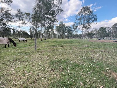 Wattle Camp