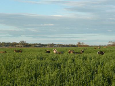 Deniliquin Road, Barham