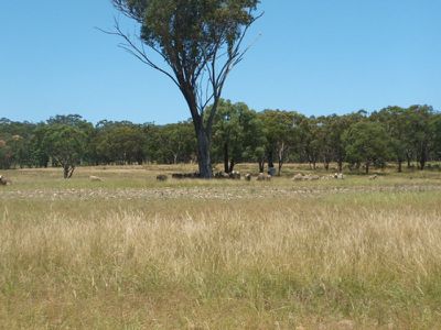 The Crampians, Emmaville
