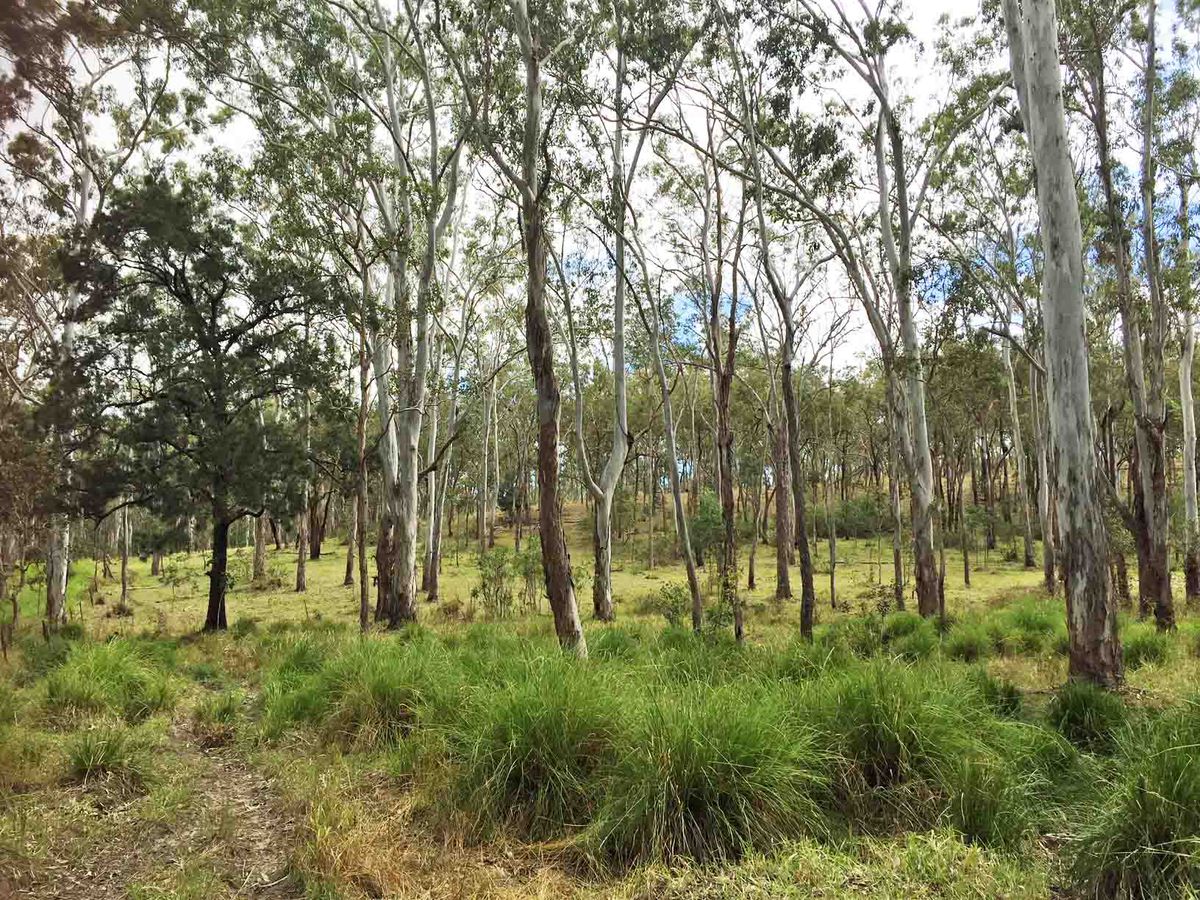 Lot 701-705, Rolley Road, Wondecla