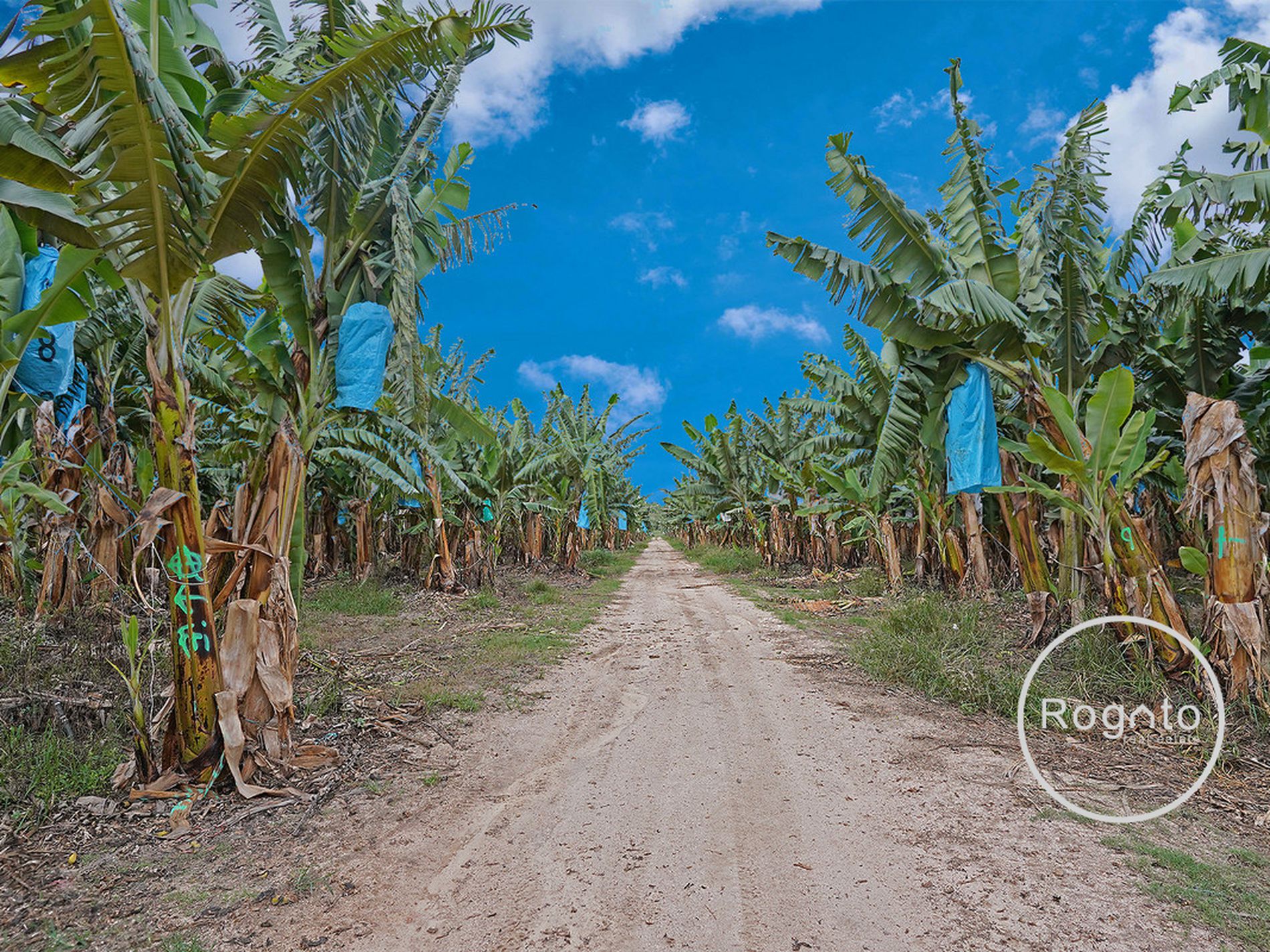 387 Fassio Road, Mareeba