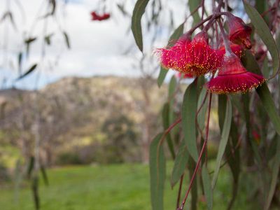 675 Landscape Road, Tallarook