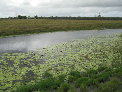 Moorland