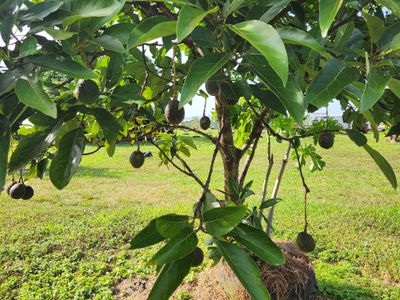 2583  Isabella McIvor Road , Cooktown