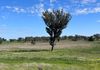 117 HILLSIDE LANE, Daroobalgie