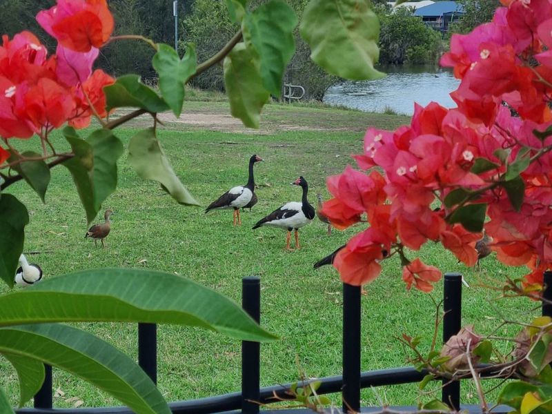 6 Bronton Way, Point Vernon, QLD, Point Vernon - Thumbnail 4