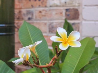 8 Excelsior Street, Leichhardt