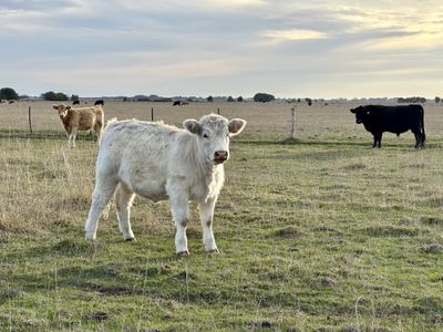 Lot 1, Lot 417 & 429, Sebastopol Springs Rd , Sebastopol