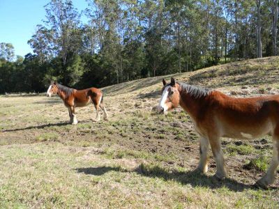 Maleny