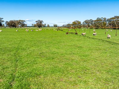 'Pastoria Park' 205 Balldale Road, Hopefield