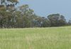 Lot 8, Amaroo Road, Borenore