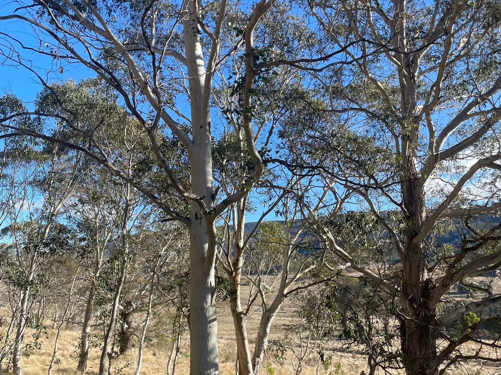 681 Hereford Hall Road, Hereford Hall via, Braidwood