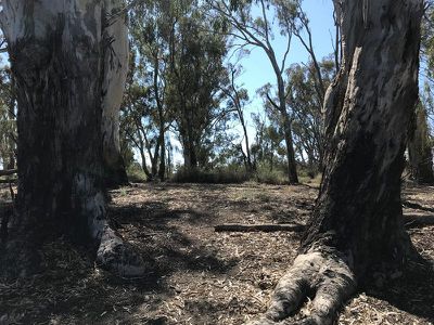 Lot 15 Edward River Road, Moulamein