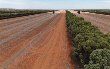 "Wallaroi West" Wardy Bus Road, Condobolin