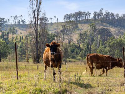 474 Neringla Road, Neringla, Araluen