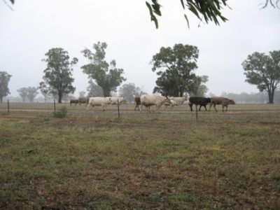 Back Walbundrie-Rand Road, Rand