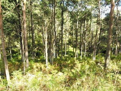 Lot 1 Huon Highway, Surges Bay