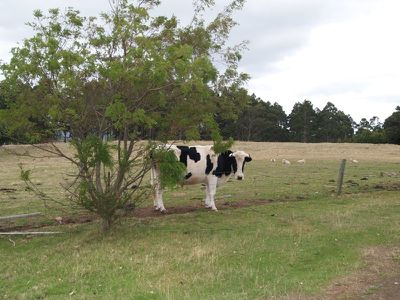 256 Lightwood Creek Road, Glen Huon