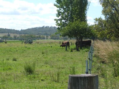 Mingoola Station, Tenterfield