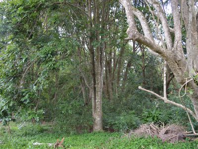 30 Palm Street, Maleny