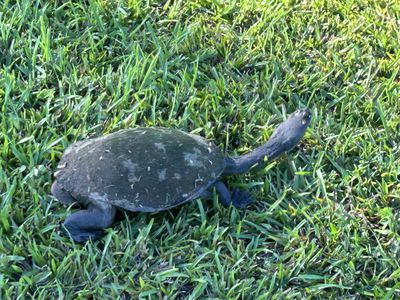 10 Wust Road, Cooroy