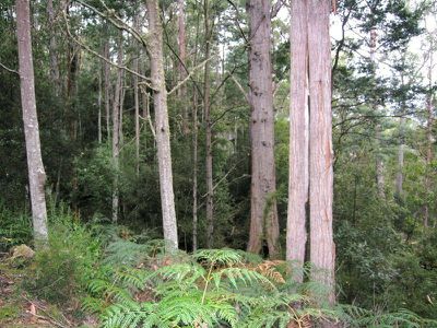 Reeves Road, Pelverata