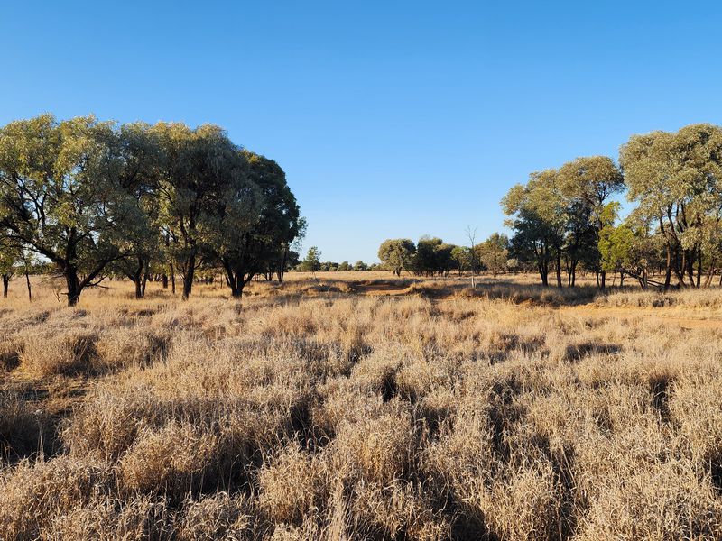 MIDDLE ROAD, Mitchell