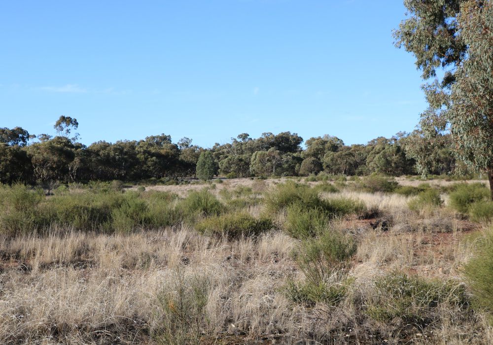 Back Trundle Road, Parkes