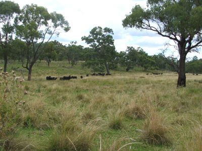 Torrington Road, Emmaville