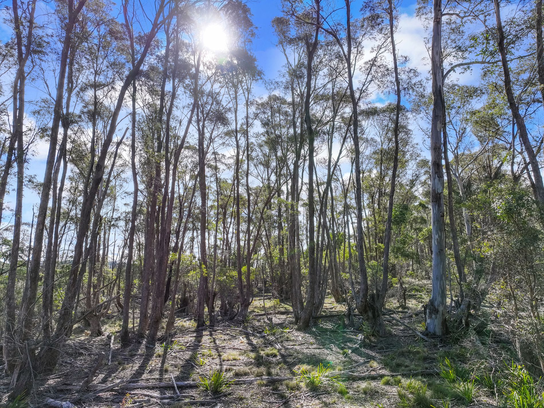 Lot 193 / 443 Back Creek Road, Mongarlowe