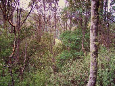 Lot 1 Waggs Gully Road, Ranelagh