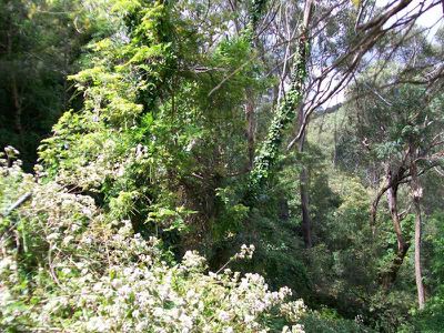 Lot 191, 38A Brushwood Place, Hornsby