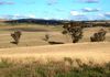 * Burrendong Way Euchareena Via, Orange