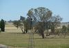Molong