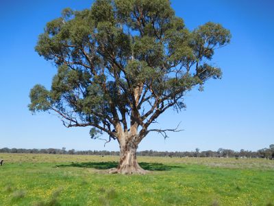 Longwood Land, Longwood