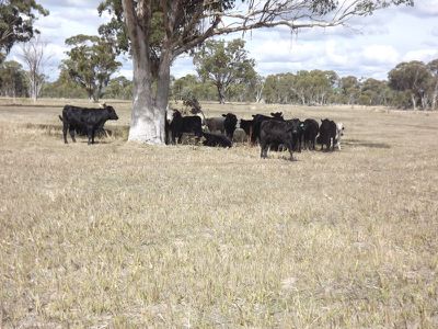 Glen Innes Road, Emmaville