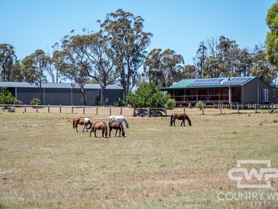 954 Bullock Mountain Road, Glen Innes
