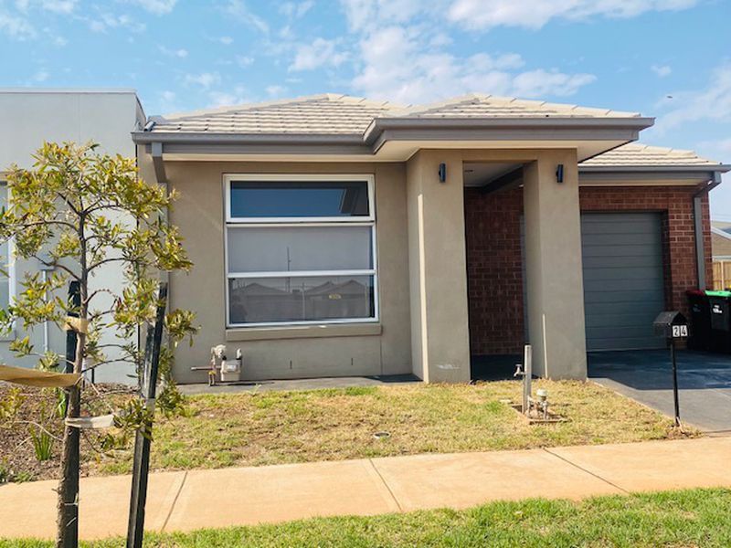 24 Rice Flower, Strathtulloh