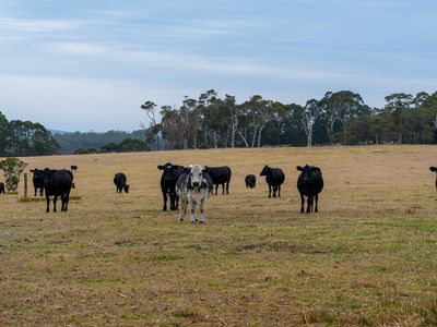 202 Dingo Flat Road, Tingledale