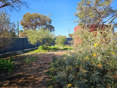 13 Pollock, Merredin