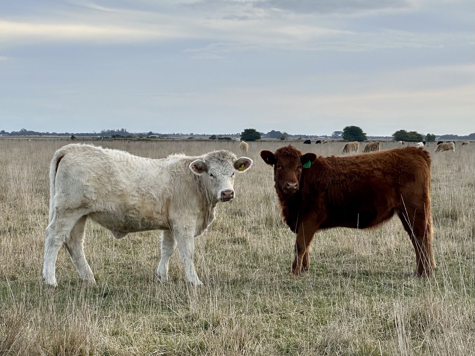 Lot 1, Lot 417 & 429, Sebastopol Springs Rd , Sebastopol