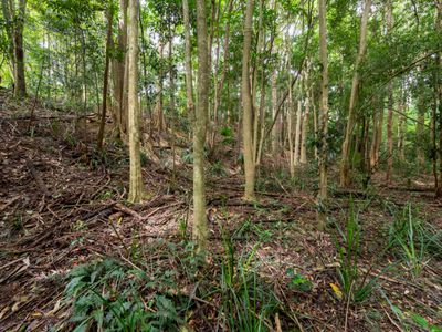 21 Carrington Drive, Flaxton