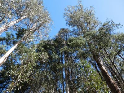 19 Stony Point Trail, Crabtree