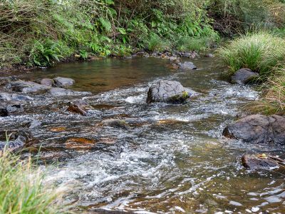 1242 Tuntable Creek Road, Nimbin