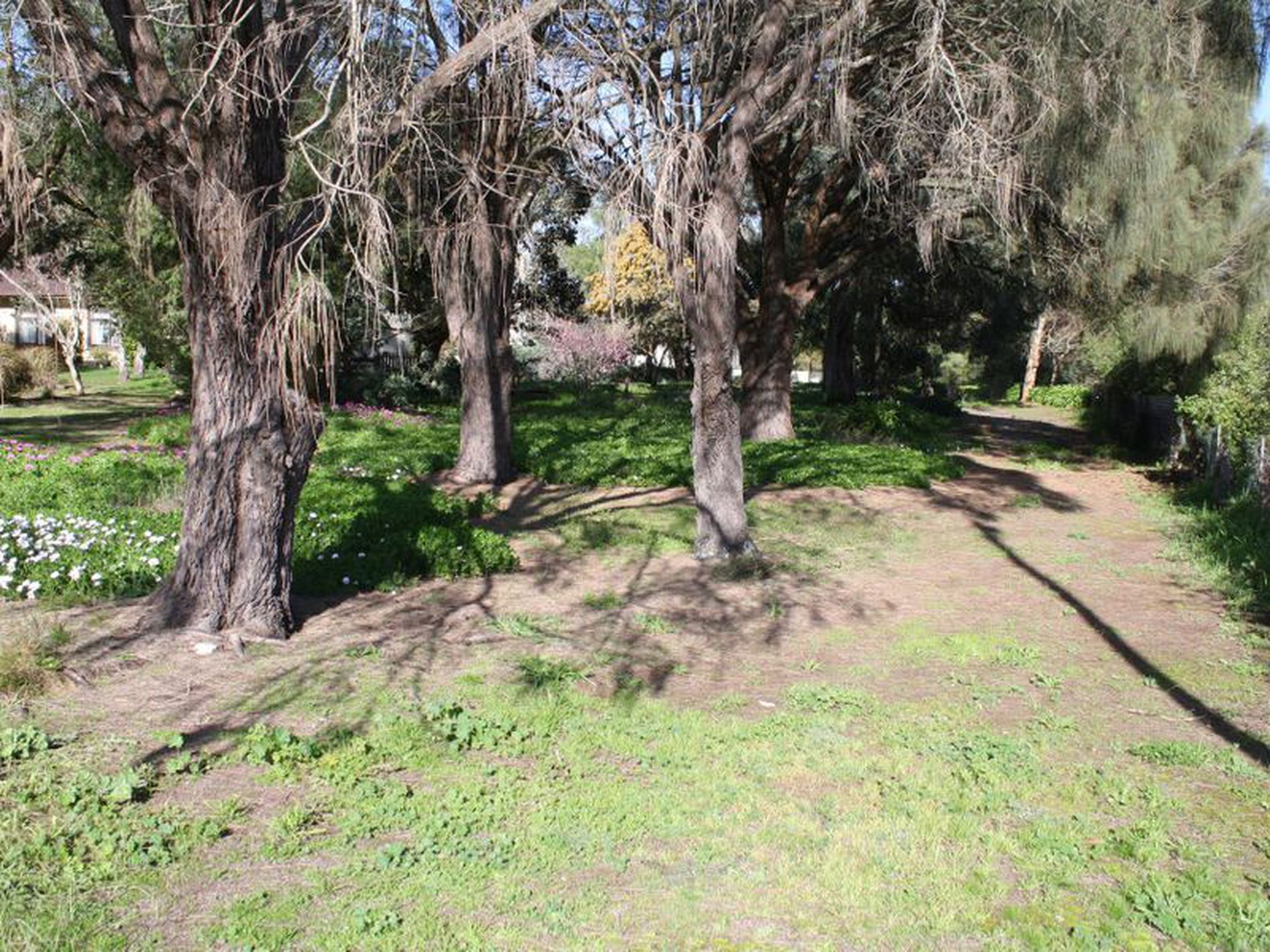 169 Williams Road, Millicent