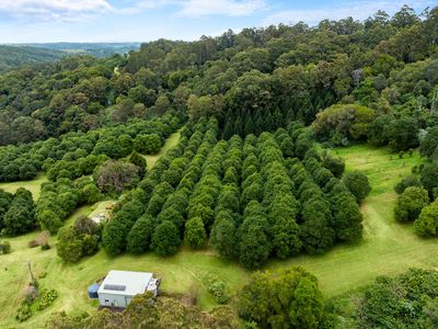 1005 TUNTABLE CREEK ROAD, Nimbin