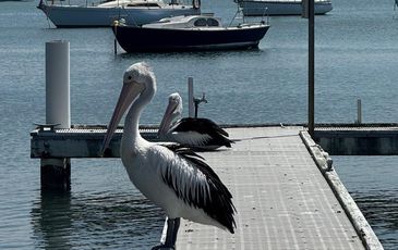 12 Gordon Avenue, Summerland Point