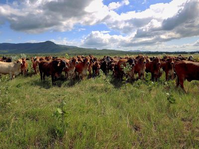 125 Flaggy Road, Cooktown