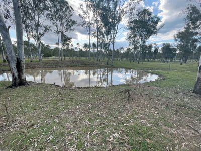 Wattle Camp